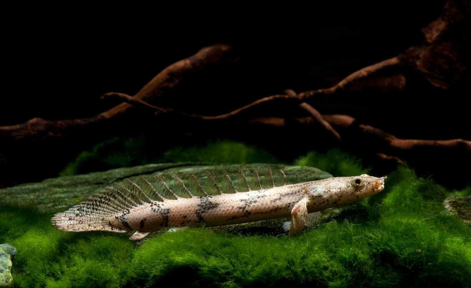 Imagem do Polypterus